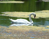 Cygne tubercule_7064.jpg